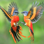 Birds1