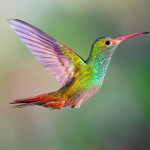 Birds2