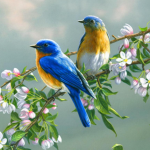 Birds3